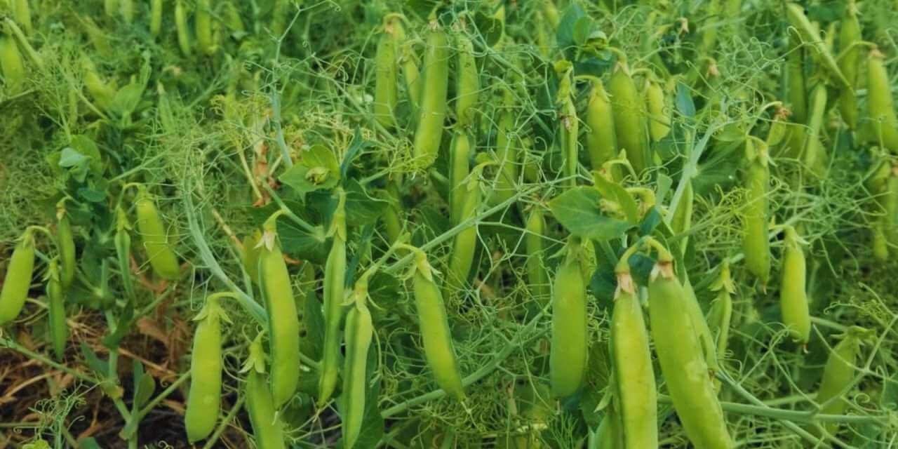 El desafío de hacer rotación de los cultivos utilizando para ello múltiples especies