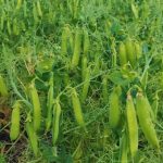 El desafío de hacer rotación de los cultivos utilizando para ello múltiples especies