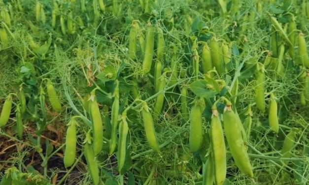 El desafío de hacer rotación de los cultivos utilizando para ello múltiples especies