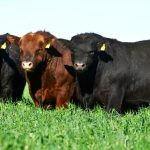 Los Angus quieren marcar historia en la jura de la Exposición de Palermo 2026