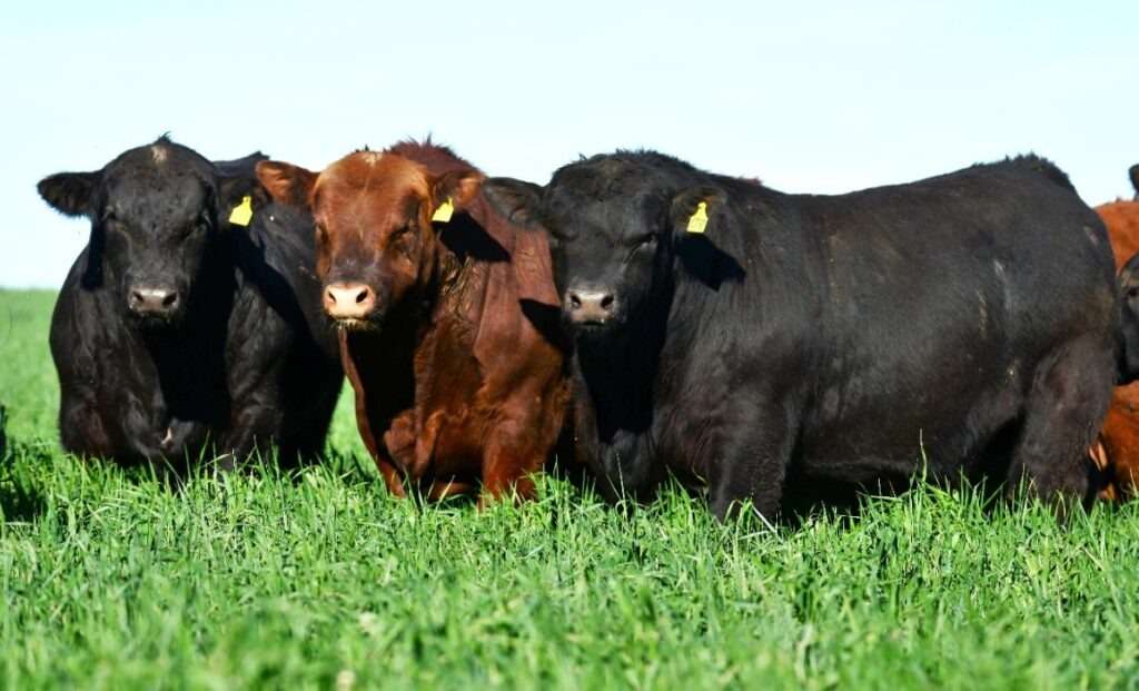 Los Angus quieren marcar historia en la jura de la Exposición de Palermo 2026