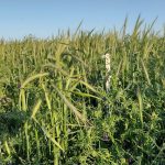 El barbecho surge como la mejor alternativa para la retención del agua