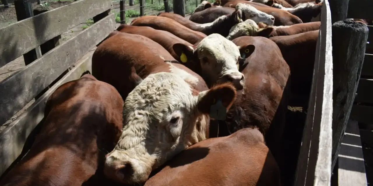 Colonia Caroya no cobrará más las guías de hacienda desde el primer día del año 2026