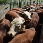 Colonia Caroya no cobrará más las guías de hacienda desde el primer día del año 2026