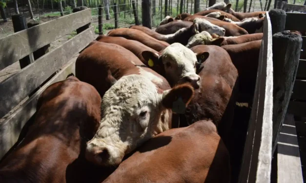 Colonia Caroya no cobrará más las guías de hacienda desde el primer día del año 2026