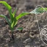 Más rendimiento en trigo y maíz y menos nitrógeno con nanofertilizantes