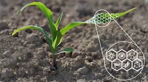 Más rendimiento en trigo y maíz y menos nitrógeno con nanofertilizantes