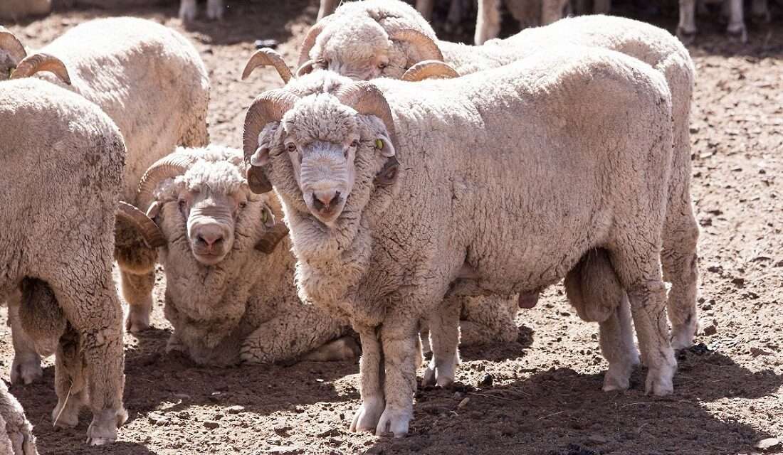 Declaran alerta sanitaria por sarna ovina en varios departamentos de Chubut