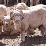 Declaran alerta sanitaria por sarna ovina en varios departamentos de Chubut