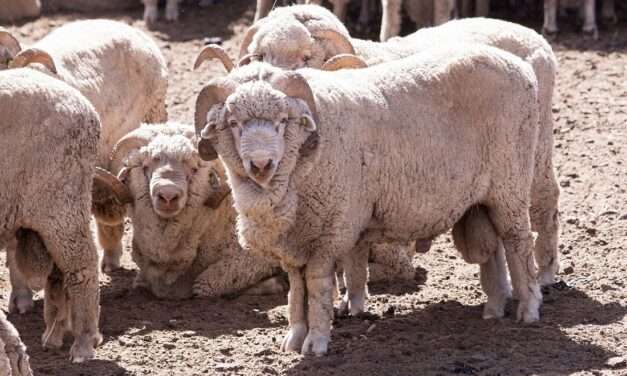 Declaran alerta sanitaria por sarna ovina en varios departamentos de Chubut