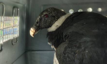 Un cóndor andino fue rescatado en Achiras