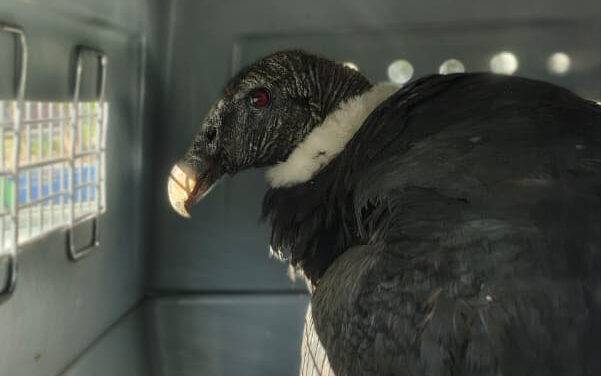 Un cóndor andino fue rescatado en Achiras