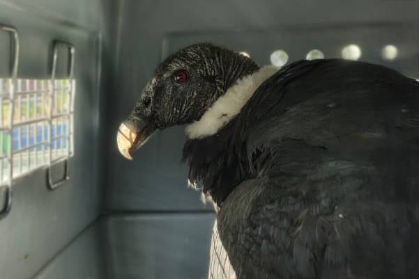 Un cóndor andino fue rescatado en Achiras