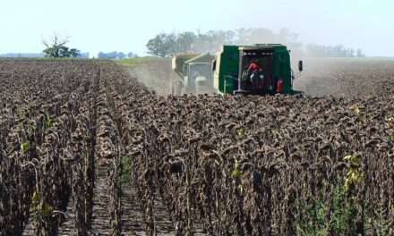 Se realiza a pleno la cosecha de lotes de girasol y los rindes son sorprendentes