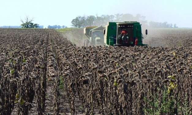Se realiza a pleno la cosecha de lotes de girasol y los rindes son sorprendentes