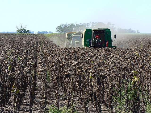 Se realiza a pleno la cosecha de lotes de girasol y los rindes son sorprendentes