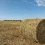 Promueven un uso más racional de los forrajes para mejorar la ganadería