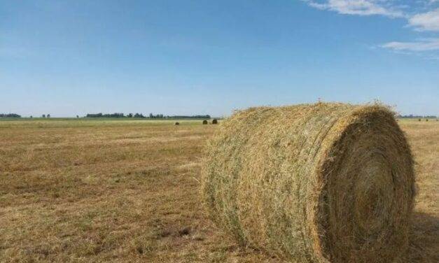 Promueven un uso más racional de los forrajes para mejorar la ganadería