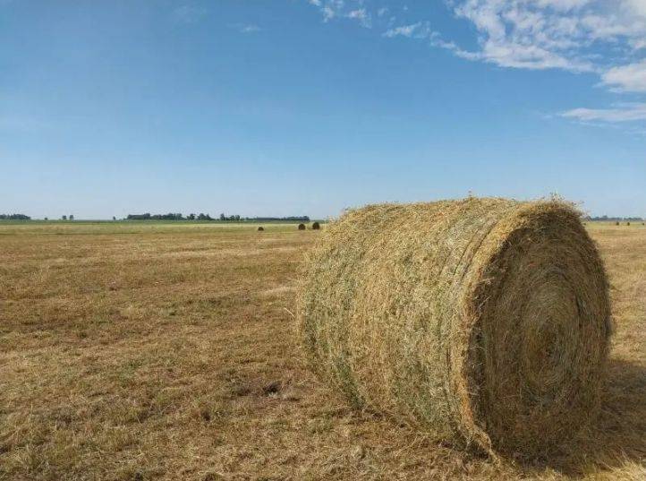 Promueven un uso más racional de los forrajes para mejorar la ganadería