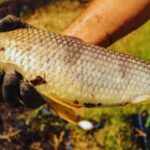 La boga, una especie clave para el desarrollo acuícola nacional