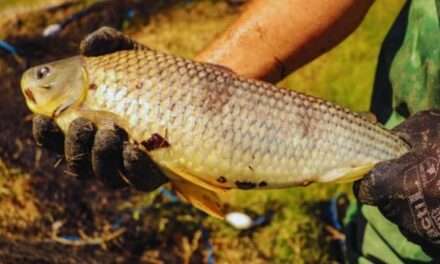 La boga, una especie clave para el desarrollo acuícola nacional