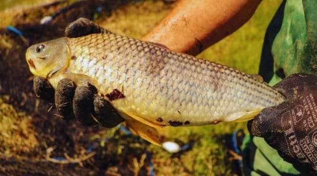 La boga, una especie clave para el desarrollo acuícola nacional