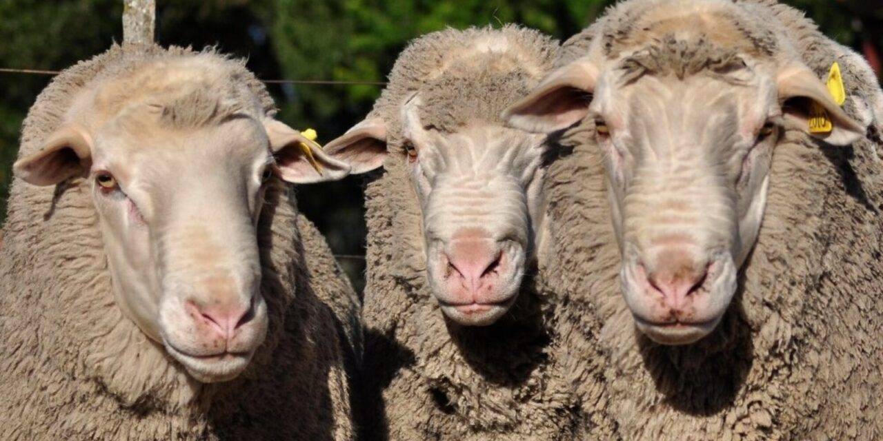 Una raza ovina doble propósito, calidad de carne y lana fina