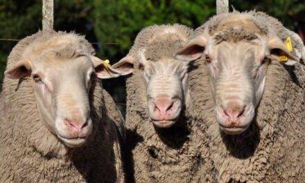 Una raza ovina doble propósito, calidad de carne y lana fina