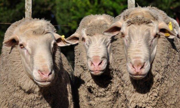 Una raza ovina doble propósito, calidad de carne y lana fina