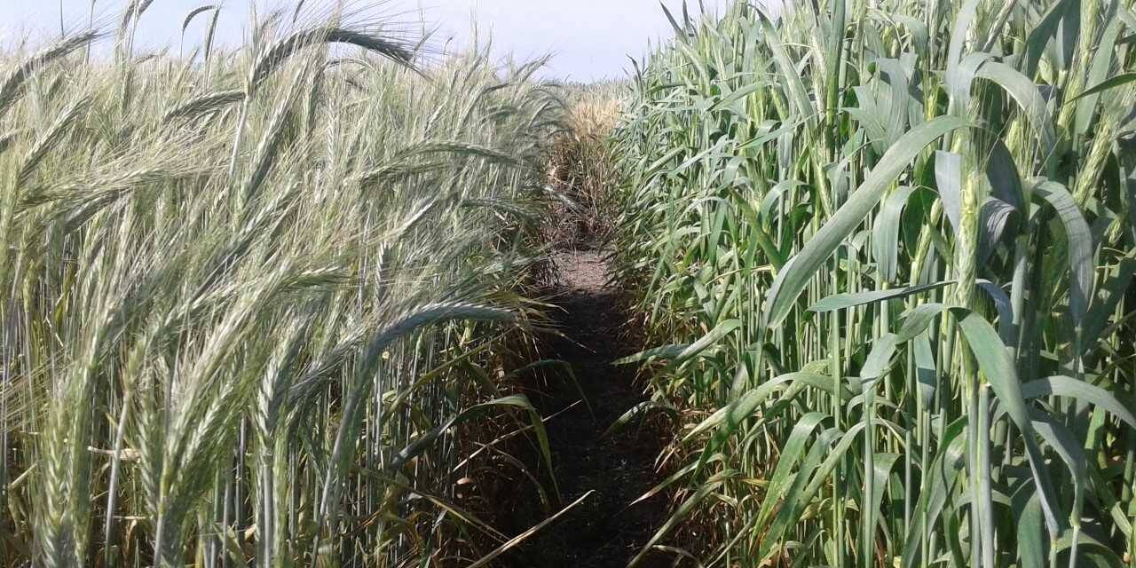 Triticale, una especie en expansión con dos nuevos cultivares desarrollados por especialistas del INTA