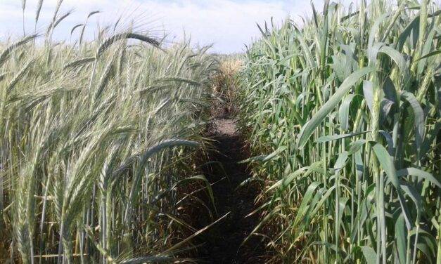 Triticale, una especie en expansión con dos nuevos cultivares desarrollados por especialistas del INTA