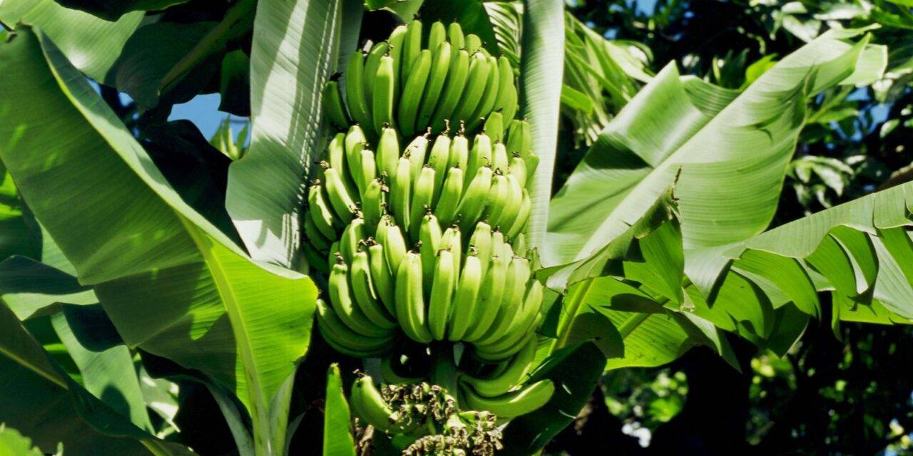 Desarrollan variedades de banana que mejoran el rendimiento y la calidad