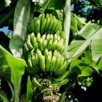 Desarrollan variedades de banana que mejoran el rendimiento y la calidad