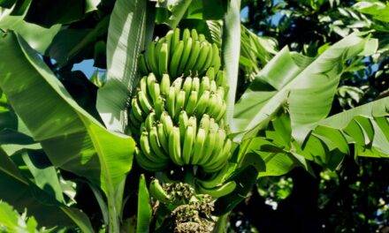 Desarrollan variedades de banana que mejoran el rendimiento y la calidad