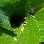 Detectan lotes con la chicharrita del maíz en la zona de Rafaela