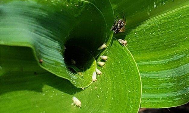 Detectan lotes con la chicharrita del maíz en la zona de Rafaela