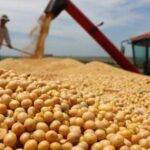 Proyectan cosecha récord de 154,8 millones de toneladas para la campaña 2025/26