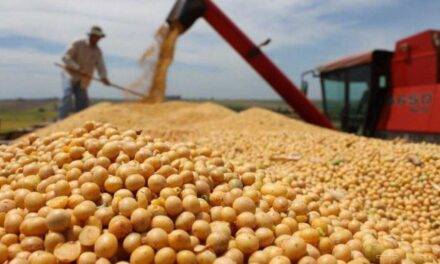 Proyectan cosecha récord de 154,8 millones de toneladas para la campaña 2025/26