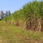 Fertilización con nitrógeno para maximizar la producción de caña de azúcar