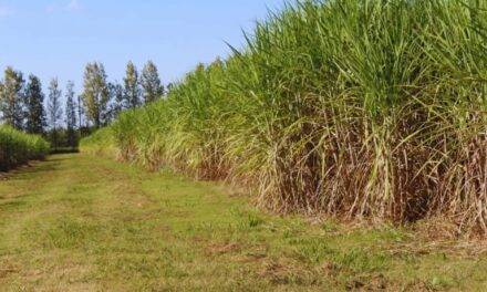 Fertilización con nitrógeno para maximizar la producción de caña de azúcar
