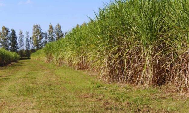 Fertilización con nitrógeno para maximizar la producción de caña de azúcar