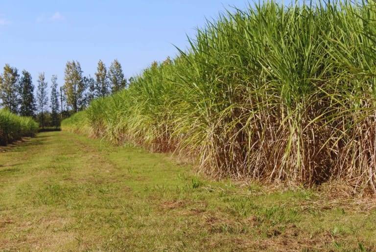 Fertilización con nitrógeno para maximizar la producción de caña de azúcar