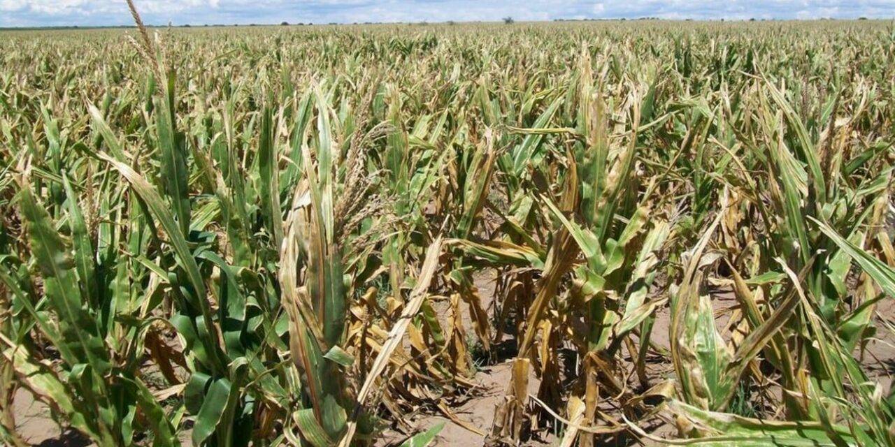 Se complica la situación en lotes de maíz del sur Cordobés por falta de agua