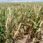 Se complica la situación en lotes de maíz del sur Cordobés por falta de agua