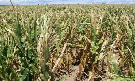 Se complica la situación en lotes de maíz del sur Cordobés por falta de agua