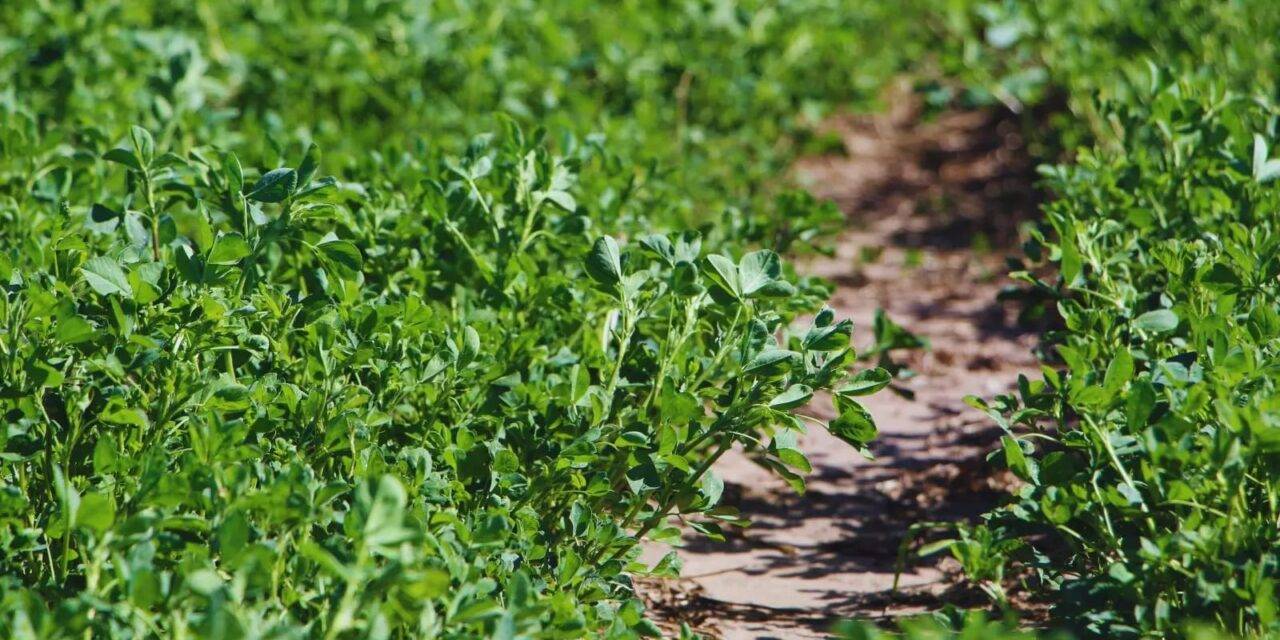 Alfalfa: nuevas variedades para distintos desafíos ganaderos