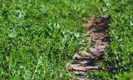 Alfalfa: nuevas variedades para distintos desafíos ganaderos