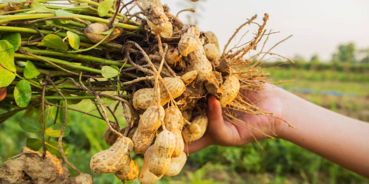 El maní cordobés es el más dulce del mundo