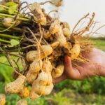 El maní cordobés es el más dulce del mundo