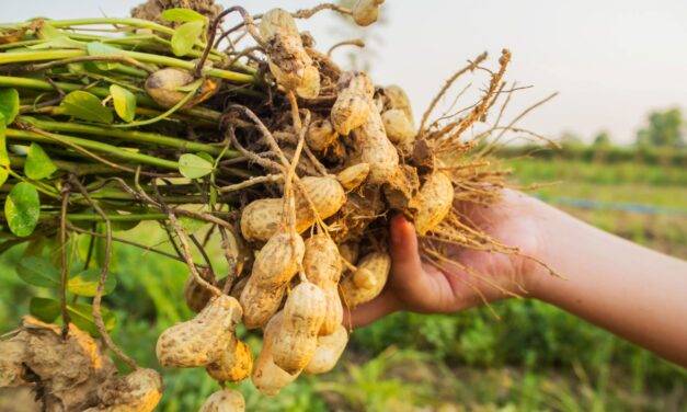 El maní cordobés es el más dulce del mundo